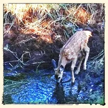 A young spotted fawn drinking from a forest stream