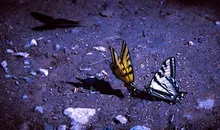 Two swallowtail butterflies resting together on purple-hued ground
